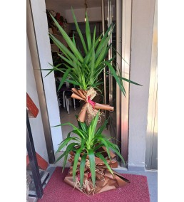2'Li YUCCA SAKSI ÇİÇEĞİ